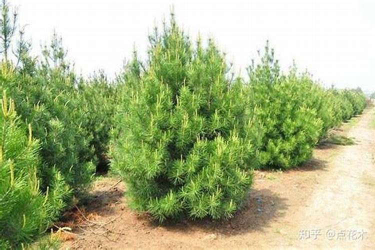 白皮松用什么肥料好？