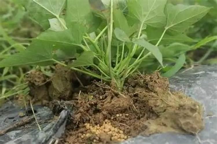 玉肥和普通肥料有什么区别？