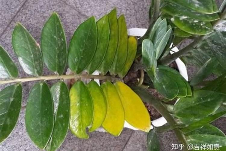 金钱树叶子发黄怎么处理？4个原因造成,对症解决才能长得好