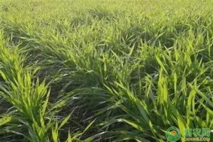 小麦追肥用硝酸磷好吗 什么时候使用效果好