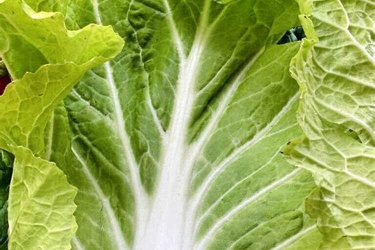白菜叶子能当有机肥吗