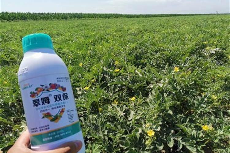 盆栽柠檬怎么施肥,用什么肥料