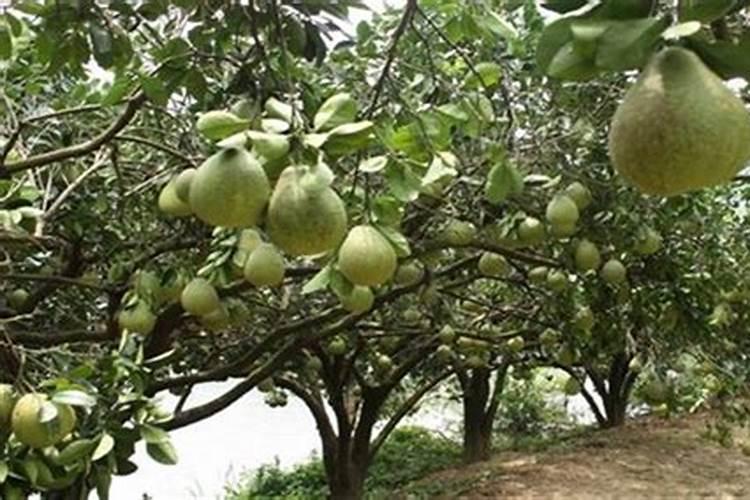 柚子树怎样高产
