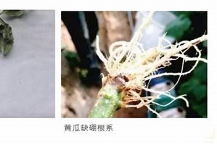 颗粒硼肥的正确使用方法