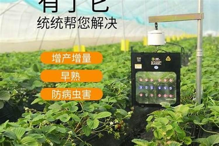 喷施唑草酮苯磺隆时能加芸苔素吗？