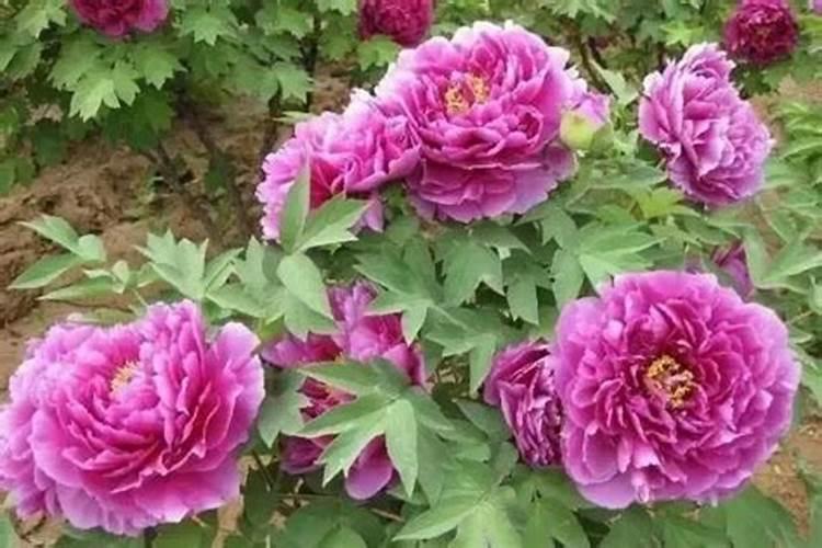 白兰花施什么肥料最好