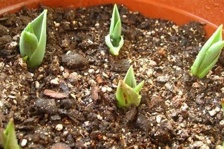 郁金香发芽后如何管理
