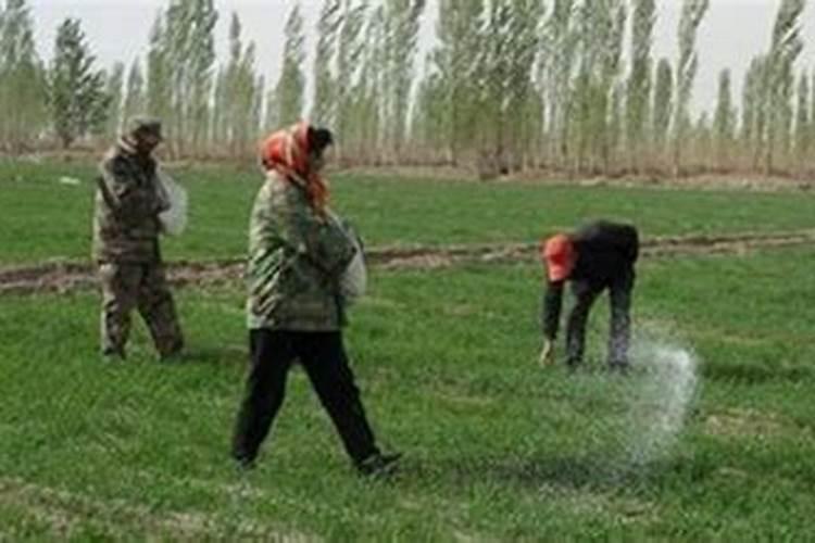 院子葡萄用什么肥好