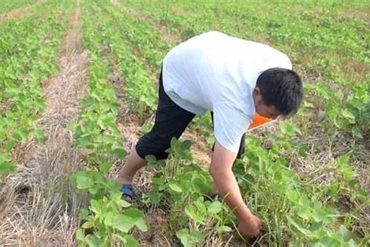 种植大豆如何施肥