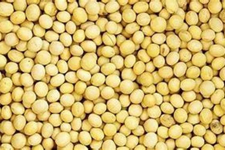 生黄豆能做花肥吗 生黄豆适合制作成肥料吗