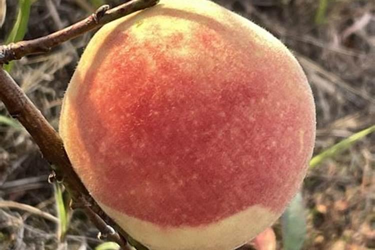 纯矿源黄腐酸钾价格表