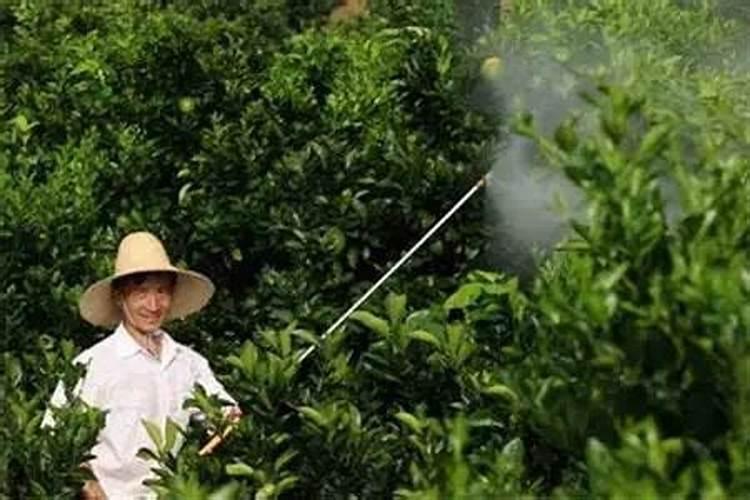 喷施什么叶面肥能促进枣树多开花,提高坐果率