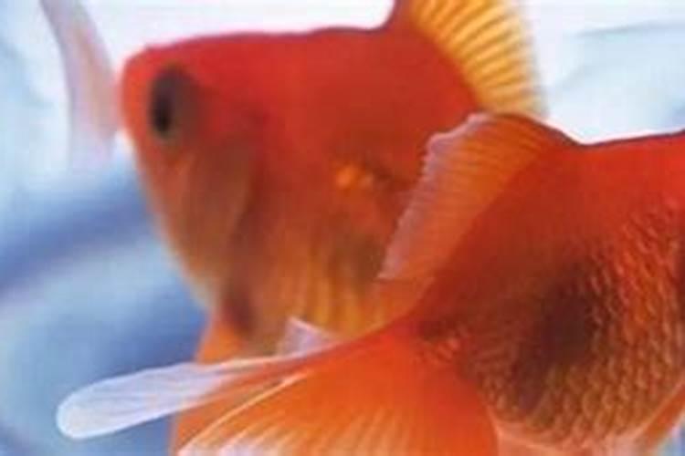 绣球花在花期可以施肥吗？