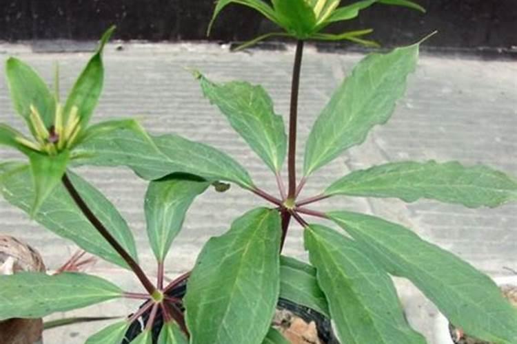 种植七叶一枝花用什么肥料好？