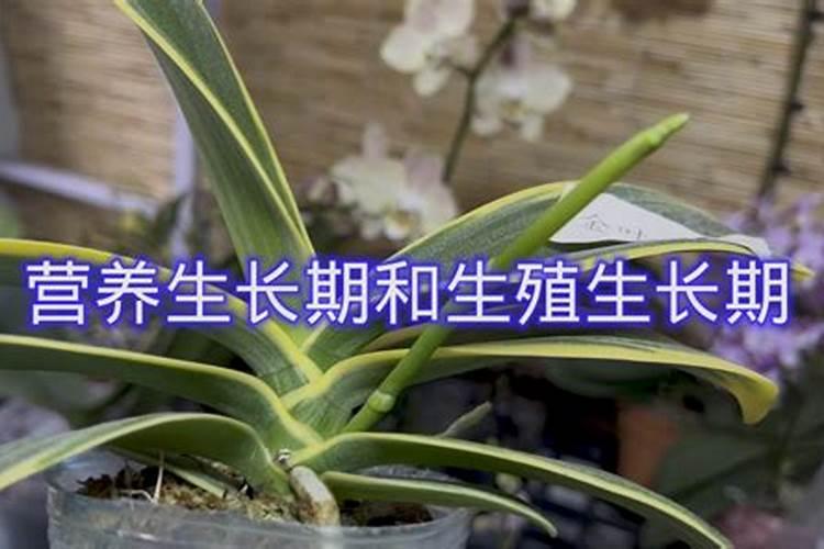 蝴蝶兰长花剑怎么施肥