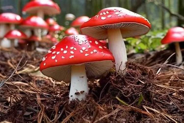 什么水溶肥放八角茴香最好