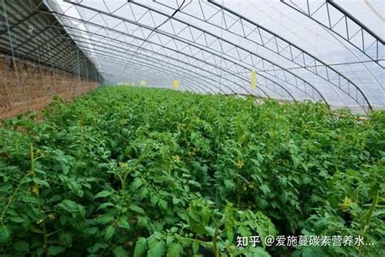 小麦为什么要喷锌肥 小麦缺锌的危害及喷锌方法