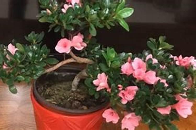 杜鹃花期如何浇水施肥