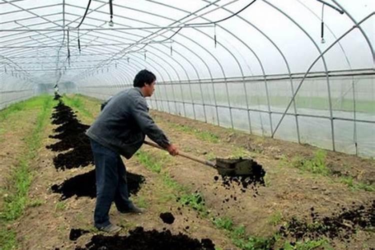 种菜施底肥的正确方法