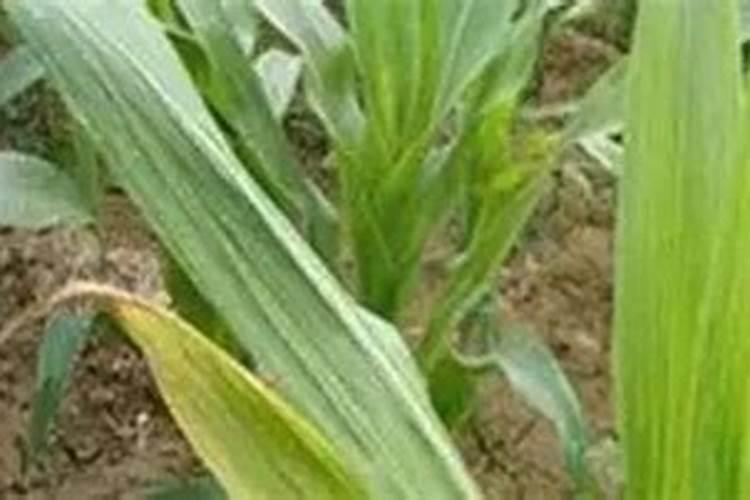 一年当中什么时候最适合给月季施肥呢？