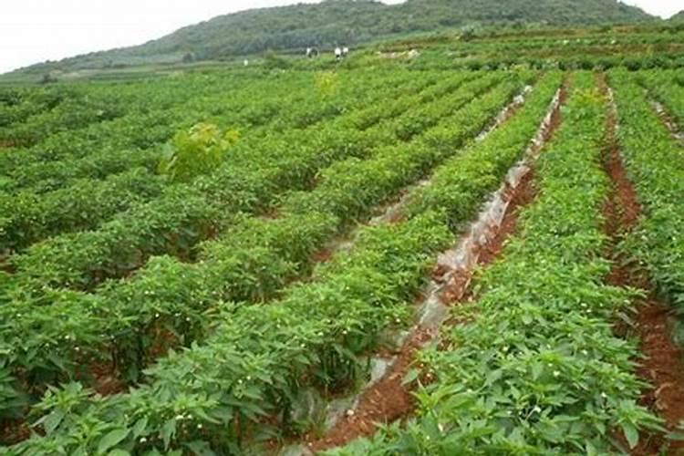矿源黄腐酸钾的正确使用方法