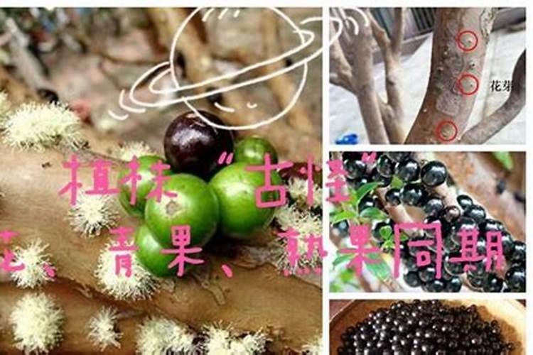 嘉宝果树施什么肥最好 适合用什么肥料