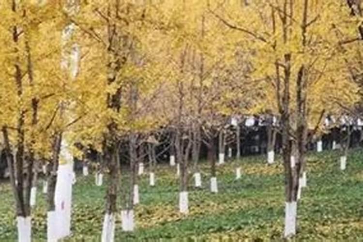 为什么不建议养文心兰