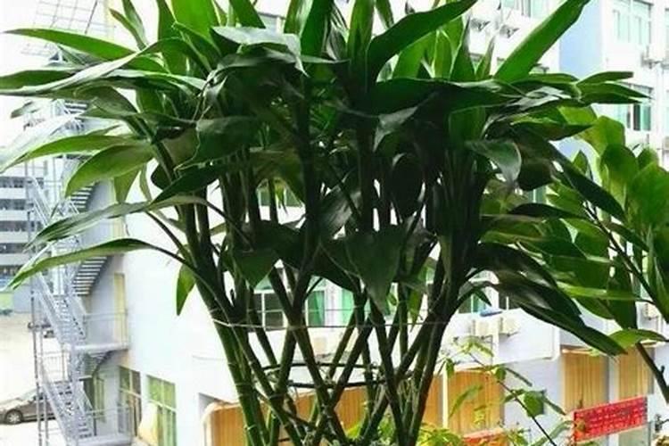 高产大姜施肥方法 姜如何施肥