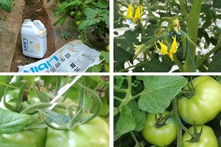 谷子追肥用的肥料配比 高产施肥技巧