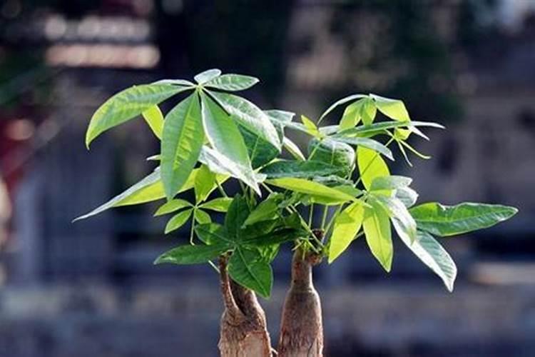 招财树如何施肥,怎么浇水