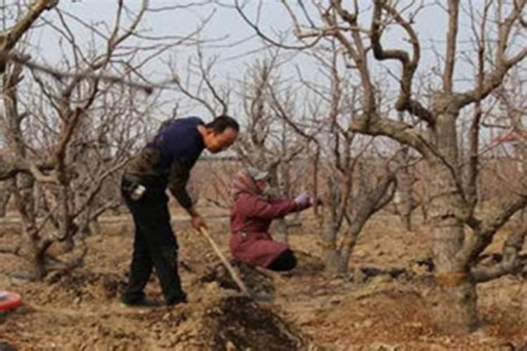 枣树用什么肥料好 枣树用什么肥料好呢