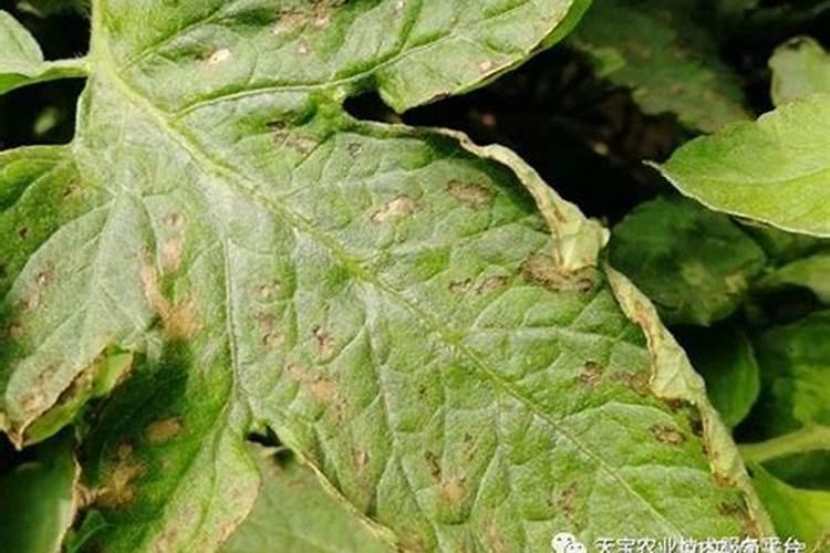 西红柿追肥用什么肥料