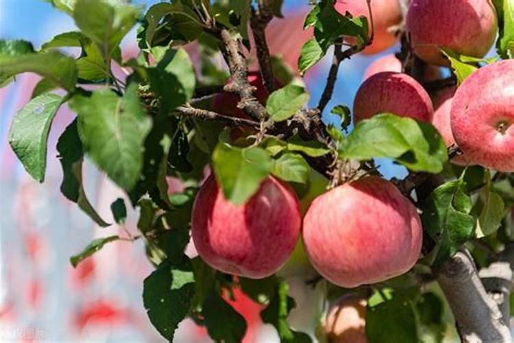 什么牌子的无杆气缸好