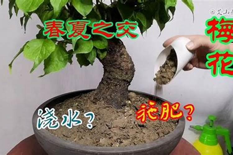 盆栽梅花多久浇一次水(盆栽梅花应怎样施肥与浇水)