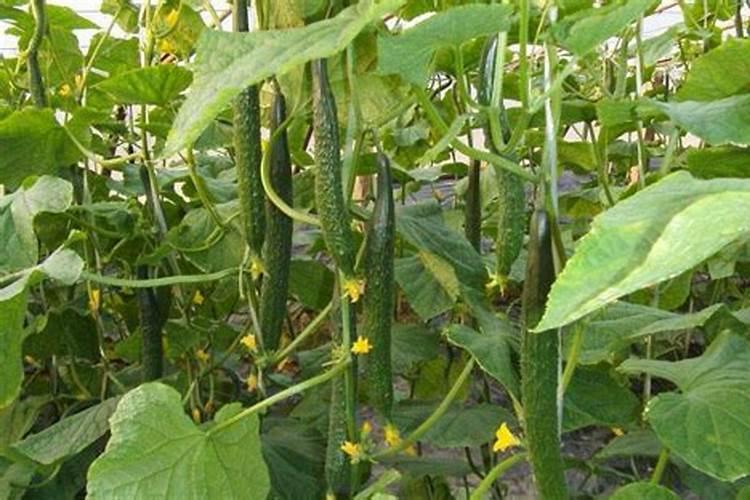 黄瓜施肥的正确时间和方法是什么,用什么肥料结果更多？