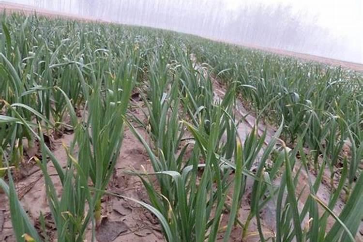 大蒜后期管理和施肥