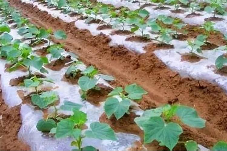磷肥怎样使用才是正确 磷肥的使用方式