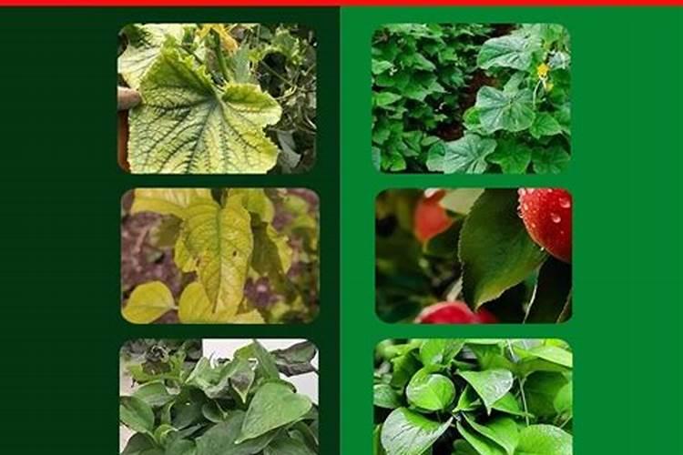 大姜要高产,施肥管理是关键,碳氢核肥助力大姜增产增收品质提升百度...