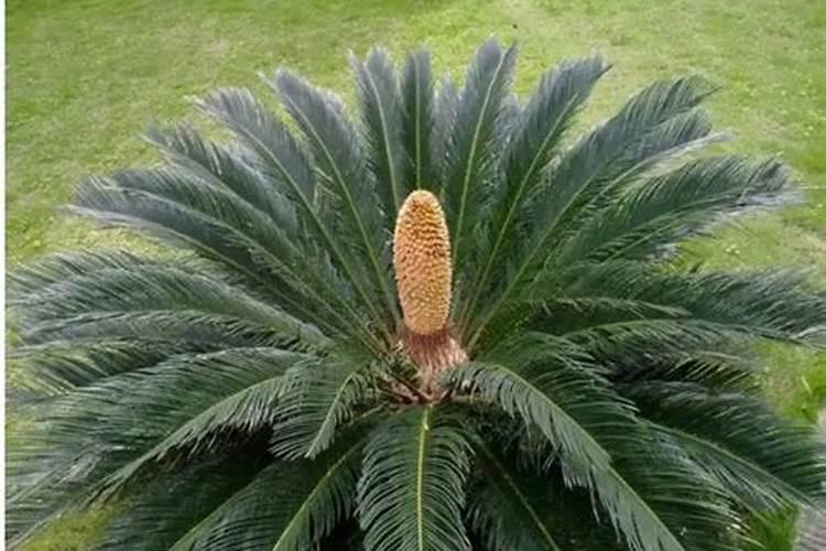 铁树浇什么肥最好