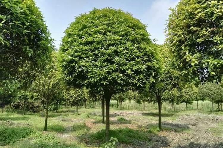 八月桂花树怎么养才长得好呢八月桂花树的养殖方法