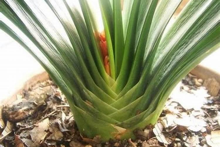 君子兰花剑怎么才能窜出来