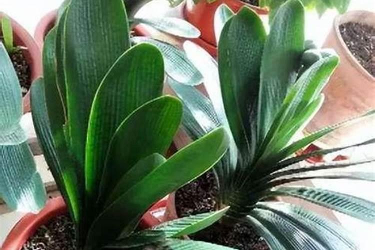 君子兰出花剑注意哪些