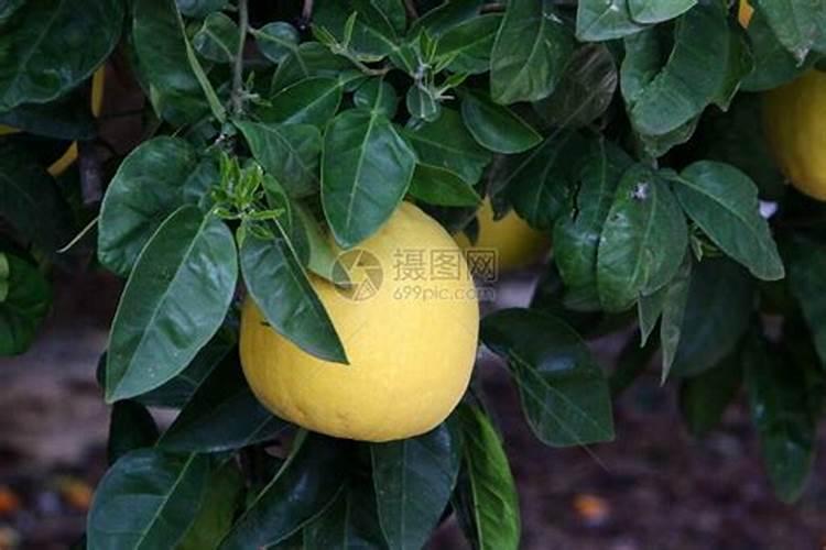 菊花施肥方法,用什么肥好