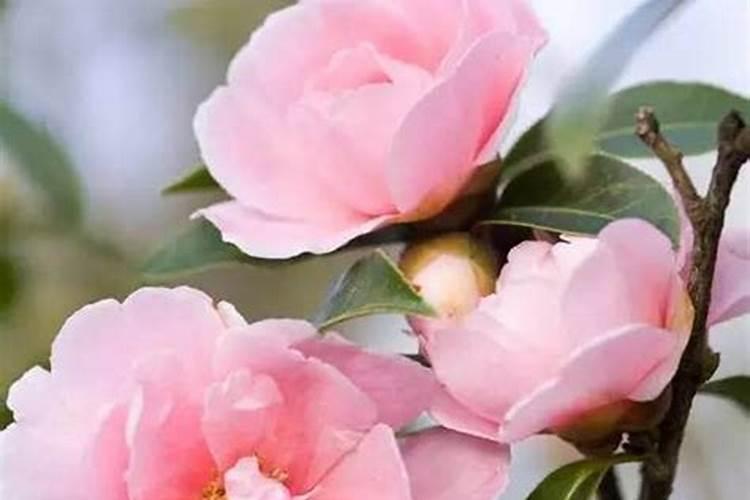 怎样种花生才能种得好;泡花生芽的好方法