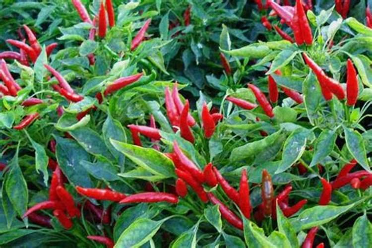 辣椒什么时候施肥好