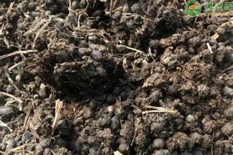 多肉怎么把叶片养的肥厚些