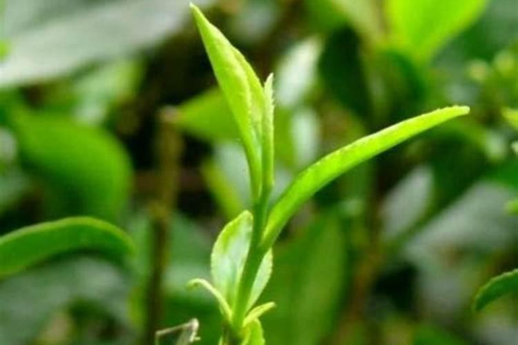 为什么种植油菜要增施硼肥？硼肥的功效有哪些？