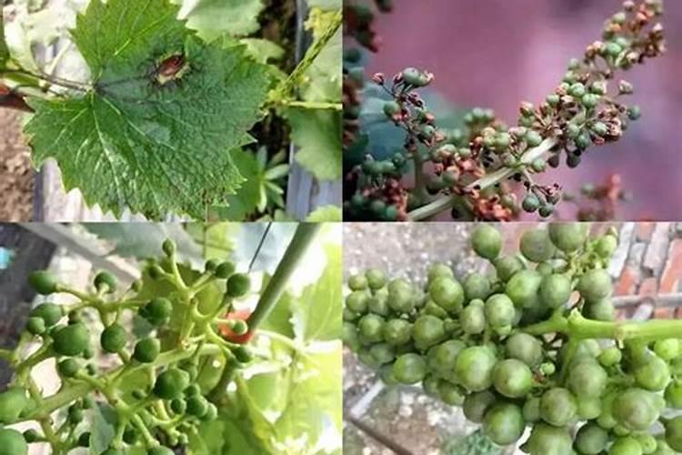 种山药用什么肥料最好