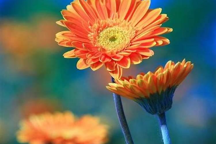 非洲菊秋季怎么样施肥开花多？