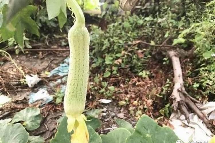 丝瓜用什么肥料产量高 挂果后施什么肥料